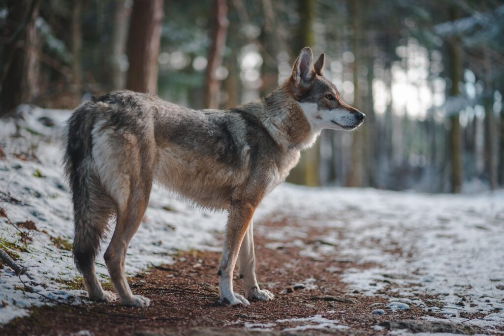 Largest Wolf