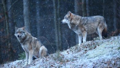 Largest Wolf