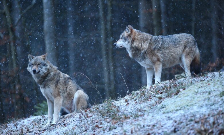 Largest Wolf