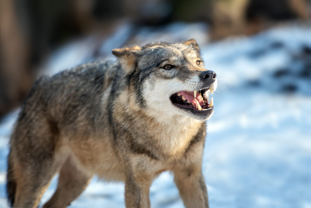 Largest Wolf